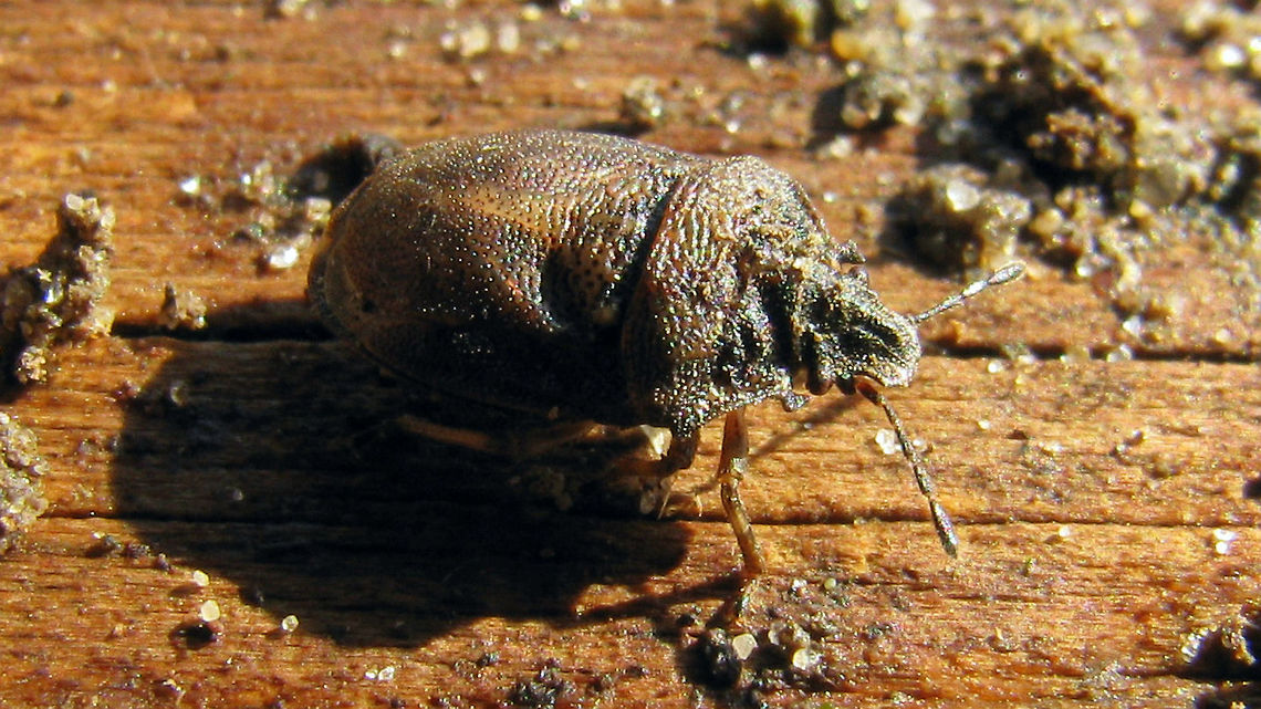 Podops inuncta Arguably one of the &lt;delete&gt;ugliest&lt;/delete&gt; ehhrrmm most &quot;superficially challenged&quot; shieldbugs ;o)<br />
Very low quality picture, just to add the species (spin-off from loading records on waarneming.nl for atlas project) Geotagged,Netherlands,Pentatomidae,Podopinae,Podopini,Podops,Podops inuncta,Turtle Shieldbug,nl: Haakjesschildwants