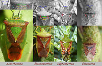 Acanthosomatidae - relative sizes and characters While sifting through my images of Pentatomoidea I decided to make a new version of this old collage:<br />
https://commons.wikimedia.org/wiki/File:Acanthosomatidae_sizes.jpg<br />
It shows representatives of the main genera of Acanthosomatidae in Europe, side by side and resized to illustrate their relative size difference as well as some helpful characters indicated:<br />
Blue: Length of 1st antenna segment relative to head<br />
Red: Relative width of base of pronotum and scutellum<br />
Green: Base of pronotum/scutellum much more strongly arched on Acanthosoma haemorrhoidale vs Elasmostethus interstinctus<br />
Yellow: Scutellum more densely punctured on Elasmostethus interstinctus vs Acanthosoma haemorrhoidale<br />
<br />
Other helpful characters include the red/black banded abdomen under the wing membrane on Acanthosoma haemorrhoidale vs all black on Elasmostethus interstinctus and the dark lateral triangles in the membranes of Elasmostethus interstinctus vs all clear membranes on Acanthosoma.<br />
Here is some more help on Elasmostethus and Acanthosoma:<br />
https://www.jungledragon.com/image/67517/elasmostethus_vs_acanthosoma.html Acanthosoma,Acanthosoma haemorrhoidale,Acanthosomatidae,Cyphostethus,Cyphostethus tristriatus,Elasmostethus,Elasmostethus interstinctus,Elasmucha,Elasmucha grisea,Heteroptera ID help,Pentatomoidea,nl: Berkenkielwants,nl: Gewone kielwants,nl: Jeneverbeskielwants,nl: Meidoornkielwants