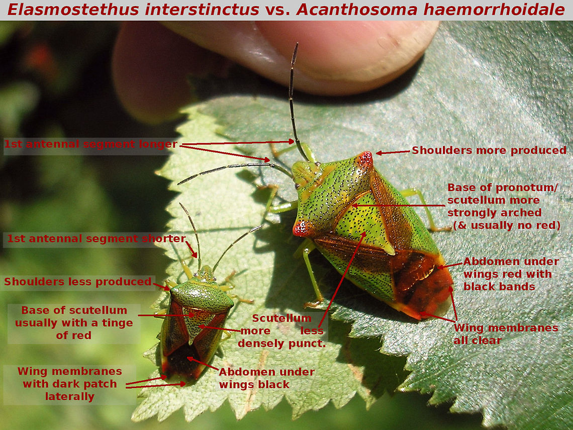 Elasmostethus vs Acanthosoma Two species that often get confused in photo-IDs, despite the obvious difference in size and numerous other differences you (well, me that is ;o) always have to look twice ... like in this example:<br />
<figure class="photo"><a href="https://www.jungledragon.com/image/67560/elasmostethus_interstinctus_-_acanthosoma_lookalike.html" title="Elasmostethus interstinctus - Acanthosoma lookalike"><img src="https://s3.amazonaws.com/media.jungledragon.com/images/3043/67560_thumb.jpg?AWSAccessKeyId=05GMT0V3GWVNE7GGM1R2&Expires=1767225610&Signature=0vuauIf4mDZthLcbXooMx6CbFgI%3D" width="200" height="150" alt="Elasmostethus interstinctus - Acanthosoma lookalike Viewing angle and variance in this specimen make it a close lookalike for Acanthosoma haemerroidale:<br />
1st antennal segments seem relatively long (head bent down)<br />
Shoulders quite produced<br />
Base of pronotum/scutellum seems quite arched<br />
Punctuation on scutellum is relatively wide spread for Elasmostethus<br />
Dark abdomen and coloured wing membranes make it clear we&#039;re looking at Elasmostethus interstinctus<br />
This image was uploaded to illustrate pitfalls when ID-ing photos. Look here for some characters:<br />
https://www.jungledragon.com/image/67517/elasmostethus_vs_acanthosoma.html Acanthosomatidae,Birch shieldbug,Elasmostethus,Elasmostethus interstinctus,Geotagged,Netherlands,Pentatomoidea,nl: Berkenkielwants" /></a></figure><br />
For comparison to other Acanthosomatidae see here:<br />
<figure class="photo"><a href="https://www.jungledragon.com/image/67516/acanthosomatidae_-_relative_sizes_and_characters.html" title="Acanthosomatidae - relative sizes and characters"><img src="https://s3.amazonaws.com/media.jungledragon.com/images/3043/67516_thumb.jpg?AWSAccessKeyId=05GMT0V3GWVNE7GGM1R2&Expires=1767225610&Signature=Lc7L9n1TWYHLOAB0V%2BdoXOc0uOo%3D" width="200" height="132" alt="Acanthosomatidae - relative sizes and characters While sifting through my images of Pentatomoidea I decided to make a new version of this old collage:<br />
https://commons.wikimedia.org/wiki/File:Acanthosomatidae_sizes.jpg<br />
It shows representatives of the main genera of Acanthosomatidae in Europe, side by side and resized to illustrate their relative size difference as well as some helpful characters indicated:<br />
Blue: Length of 1st antenna segment relative to head<br />
Red: Relative width of base of pronotum and scutellum<br />
Green: Base of pronotum/scutellum much more strongly arched on Acanthosoma haemorrhoidale vs Elasmostethus interstinctus<br />
Yellow: Scutellum more densely punctured on Elasmostethus interstinctus vs Acanthosoma haemorrhoidale<br />
<br />
Other helpful characters include the red/black banded abdomen under the wing membrane on Acanthosoma haemorrhoidale vs all black on Elasmostethus interstinctus and the dark lateral triangles in the membranes of Elasmostethus interstinctus vs all clear membranes on Acanthosoma.<br />
Here is some more help on Elasmostethus and Acanthosoma:<br />
https://www.jungledragon.com/image/67517/elasmostethus_vs_acanthosoma.html Acanthosoma,Acanthosoma haemorrhoidale,Acanthosomatidae,Cyphostethus,Cyphostethus tristriatus,Elasmostethus,Elasmostethus interstinctus,Elasmucha,Elasmucha grisea,Heteroptera ID help,Pentatomoidea,nl: Berkenkielwants,nl: Gewone kielwants,nl: Jeneverbeskielwants,nl: Meidoornkielwants" /></a></figure> Acanthosoma,Acanthosoma haemorrhoidale,Acanthosomatidae,Elasmostethus,Elasmostethus interstinctus,Heteroptera ID help,Pentatomoidea,nl: Berkenkielwants,nl: Meidoornkielwants
