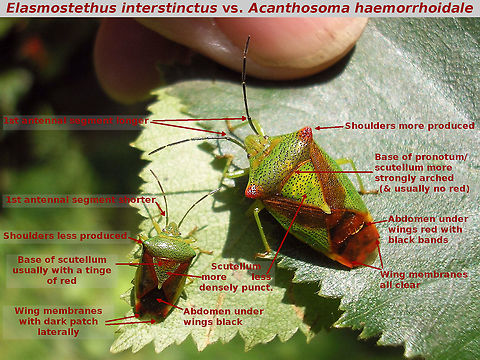 Elasmostethus vs Acanthosoma Two species that often get confused in photo-IDs, despite the obvious difference in size and numerous other differences you (well, me that is ;o) always have to look twice ... like in this example:
https://www.jungledragon.com/image/67560/elasmostethus_interstinctus_-_acanthosoma_lookalike.html
For comparison to other Acanthosomatidae see here:
https://www.jungledragon.com/image/67516/acanthosomatidae_-_relative_sizes_and_characters.html Acanthosoma,Acanthosoma haemorrhoidale,Acanthosomatidae,Elasmostethus,Elasmostethus interstinctus,Heteroptera ID help,Pentatomoidea,nl: Berkenkielwants,nl: Meidoornkielwants