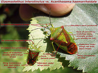 Elasmostethus vs Acanthosoma Two species that often get confused in photo-IDs, despite the obvious difference in size and numerous other differences you (well, me that is ;o) always have to look twice ... like in this example:<br />
https://www.jungledragon.com/image/67560/elasmostethus_interstinctus_-_acanthosoma_lookalike.html<br />
For comparison to other Acanthosomatidae see here:<br />
https://www.jungledragon.com/image/67516/acanthosomatidae_-_relative_sizes_and_characters.html Acanthosoma,Acanthosoma haemorrhoidale,Acanthosomatidae,Elasmostethus,Elasmostethus interstinctus,Heteroptera ID help,Pentatomoidea,nl: Berkenkielwants,nl: Meidoornkielwants