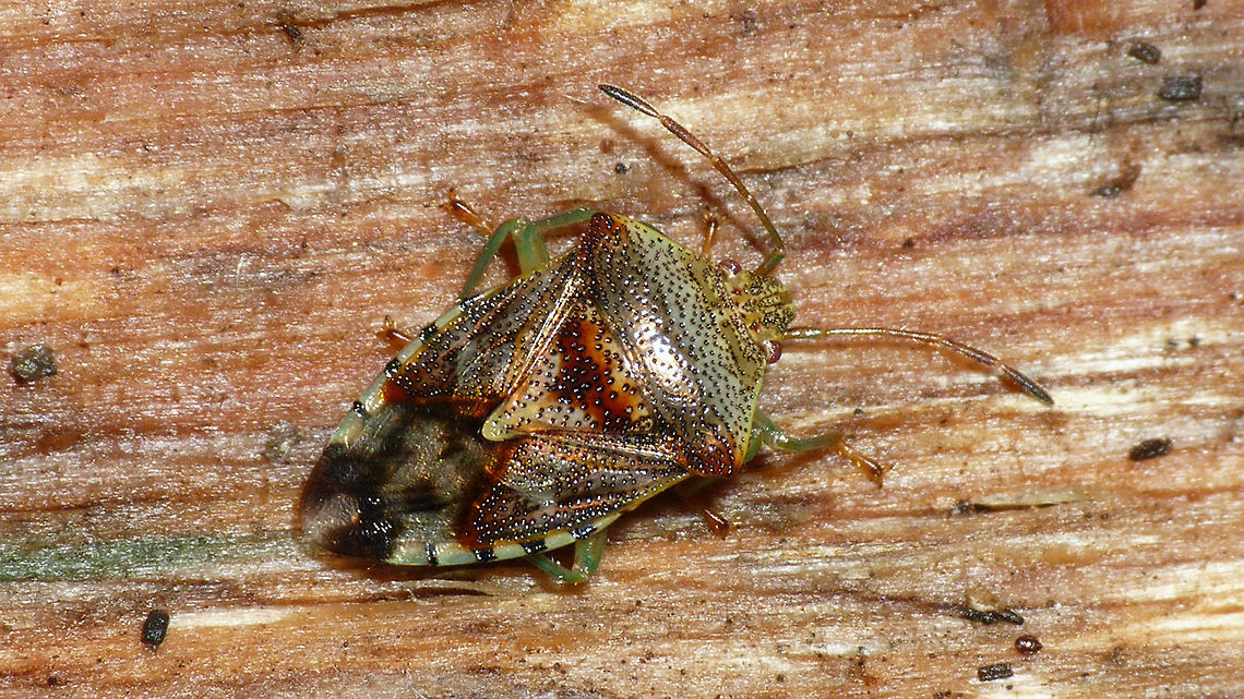 Elasmucha grisea  Acanthosomatidae,Elasmucha,Elasmucha grisea,Parent bug,nl: Gewone kielwants