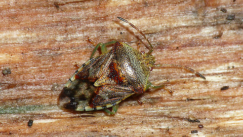 Elasmucha grisea  Acanthosomatidae,Elasmucha,Elasmucha grisea,Parent bug,nl: Gewone kielwants