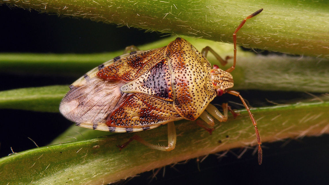 Elasmucha grisea  Acanthosomatidae,Elasmucha,Elasmucha grisea,Parent bug,nl: Gewone kielwants