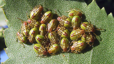 Elasmucha grisea - L4  Acanthosomatidae,Elasmucha,Elasmucha grisea,Nymph,Parent bug,nl: Gewone kielwants