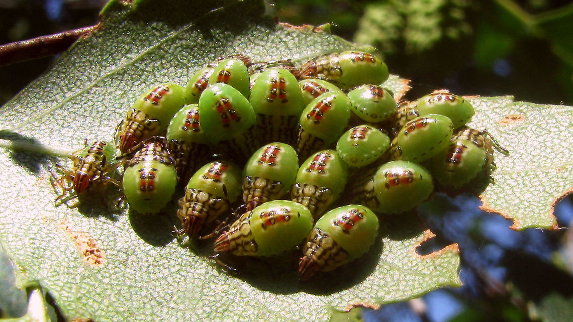 Elasmucha grisea - L4 The nymphs of this species usually continue to congregate, either with or without the "guarding" parent until the last stadium.<br />
This is an old image of a group of 4th stadium nymphs.  Acanthosomatidae,Elasmucha,Elasmucha grisea,Nymph,Parent bug,nl: Gewone kielwants
