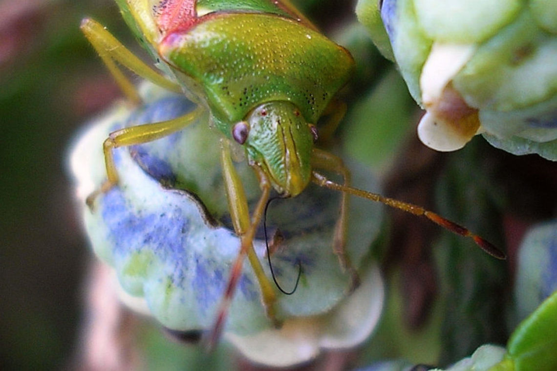 Cyphostethus tristriatus - sucking This Cyphostethus tristriatus is doing something strange and possibly nearly harmful to its rostrum ... Acanthosomatidae,Cyphostethus,Cyphostethus tristriatus,Juniper shield bug,Pentatomoidea,nl: Jeneverbeskielwants