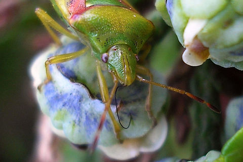 Cyphostethus tristriatus - sucking This Cyphostethus tristriatus is doing something strange and possibly nearly harmful to its rostrum ... Acanthosomatidae,Cyphostethus,Cyphostethus tristriatus,Juniper shield bug,Pentatomoidea,nl: Jeneverbeskielwants