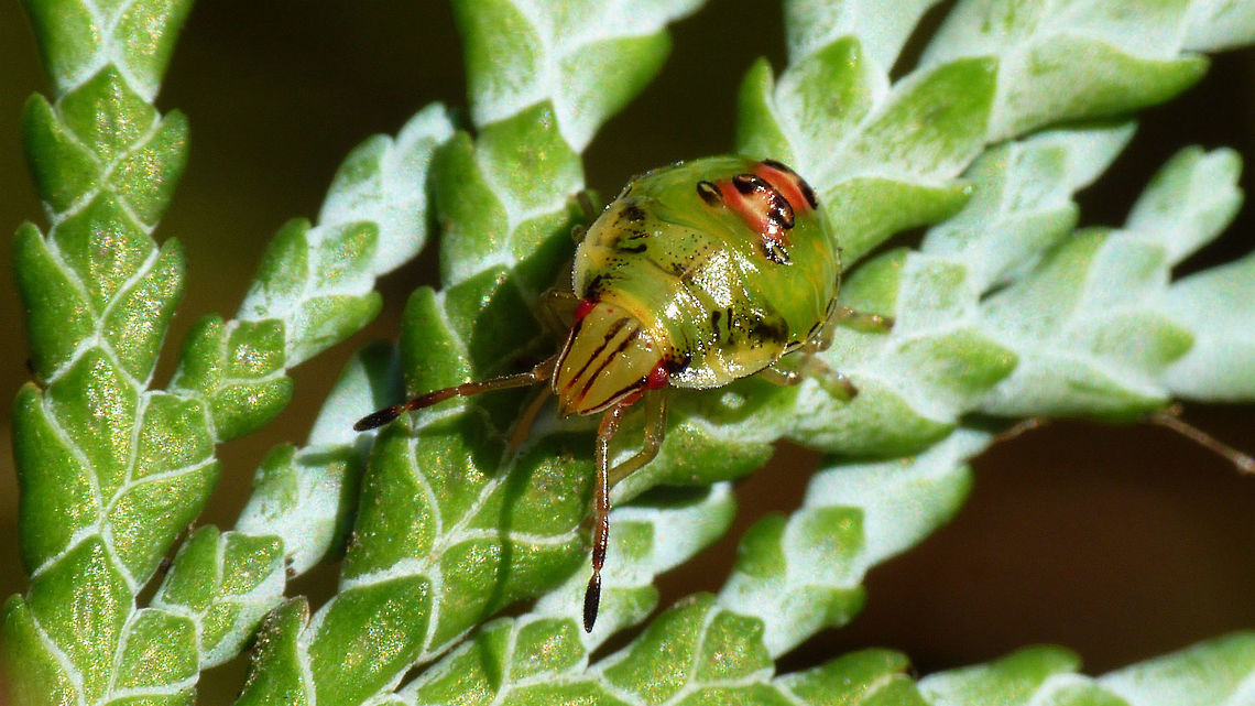 Cyphostethus tristriatus - L4 Nymph of Cyphostethus tristriatus, 4th stadium<br />
More viewing angles here:<br />
<figure class="photo"><a href="https://www.jungledragon.com/image/67526/cyphostethus_tristriatus_-_l4_collage.html" title="Cyphostethus tristriatus - L4 collage"><img src="https://s3.amazonaws.com/media.jungledragon.com/images/3043/67526_thumb.jpg?AWSAccessKeyId=05GMT0V3GWVNE7GGM1R2&Expires=1770854410&Signature=qG0oANL1sLXvBYR7Mc3zGJzdSno%3D" width="200" height="114" alt="Cyphostethus tristriatus - L4 collage Nymph of Cyphostethus tristriatus, 4th stadium<br />
Single shot here:<br />
https://www.jungledragon.com/image/67524/cyphostethus_tristriatus_-_l4.html Acanthosomatidae,Cyphostethus,Cyphostethus tristriatus,Juniper shield bug,Nymph,Pentatomoidea,nl: Jeneverbeskielwants" /></a></figure> Acanthosomatidae,Cyphostethus,Cyphostethus tristriatus,Juniper shield bug,Nymph,Pentatomoidea,nl: Jeneverbeskielwants