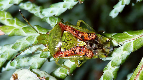 Cyphostethus tristriatus  Acanthosomatidae,Cyphostethus,Cyphostethus tristriatus,Juniper shield bug,Pentatomoidea,nl: Jeneverbeskielwants