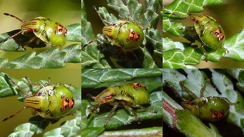 Cyphostethus tristriatus - L4 collage Nymph of Cyphostethus tristriatus, 4th stadium
Single shot here:
https://www.jungledragon.com/image/67524/cyphostethus_tristriatus_-_l4.html Acanthosomatidae,Cyphostethus,Cyphostethus tristriatus,Juniper shield bug,Nymph,Pentatomoidea,nl: Jeneverbeskielwants