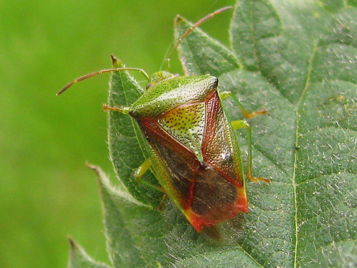 Elasmostethus interstinctus - Acanthosoma lookalike Viewing angle and variance in this specimen make it a close lookalike for Acanthosoma haemerroidale:<br />
1st antennal segments seem relatively long (head bent down)<br />
Shoulders quite produced<br />
Base of pronotum/scutellum seems quite arched<br />
Punctuation on scutellum is relatively wide spread for Elasmostethus<br />
Dark abdomen and coloured wing membranes make it clear we're looking at Elasmostethus interstinctus<br />
This image was uploaded to illustrate pitfalls when ID-ing photos. Look here for some characters:<br />
<figure class="photo"><a href="https://www.jungledragon.com/image/67517/elasmostethus_vs_acanthosoma.html" title="Elasmostethus vs Acanthosoma"><img src="https://s3.amazonaws.com/media.jungledragon.com/images/3043/67517_thumb.jpg?AWSAccessKeyId=05GMT0V3GWVNE7GGM1R2&Expires=1769040010&Signature=oKGyRY0EacBCnQXLBz0kauYMmA0%3D" width="200" height="150" alt="Elasmostethus vs Acanthosoma Two species that often get confused in photo-IDs, despite the obvious difference in size and numerous other differences you (well, me that is ;o) always have to look twice ... like in this example:<br />
https://www.jungledragon.com/image/67560/elasmostethus_interstinctus_-_acanthosoma_lookalike.html<br />
For comparison to other Acanthosomatidae see here:<br />
https://www.jungledragon.com/image/67516/acanthosomatidae_-_relative_sizes_and_characters.html Acanthosoma,Acanthosoma haemorrhoidale,Acanthosomatidae,Elasmostethus,Elasmostethus interstinctus,Heteroptera ID help,Pentatomoidea,nl: Berkenkielwants,nl: Meidoornkielwants" /></a></figure> Acanthosomatidae,Birch shieldbug,Elasmostethus,Elasmostethus interstinctus,Geotagged,Netherlands,Pentatomoidea,nl: Berkenkielwants