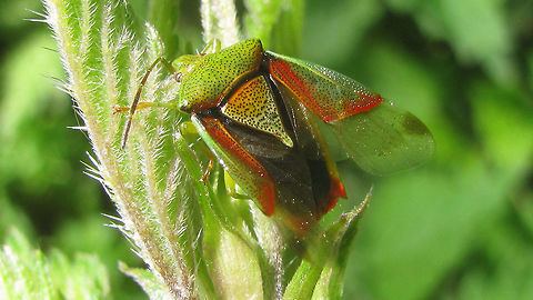 Elasmostethus interstinctus - abdomen showing Elasmostethus interstinctus with wings lifted so that the black abdomen can be clearly appreciated as well as the triangular dark patches in the wing membrane Acanthosomatidae,Birch shieldbug,Elasmostethus,Elasmostethus interstinctus,Geotagged,Netherlands,Pentatomoidea,nl: Berkenkielwants