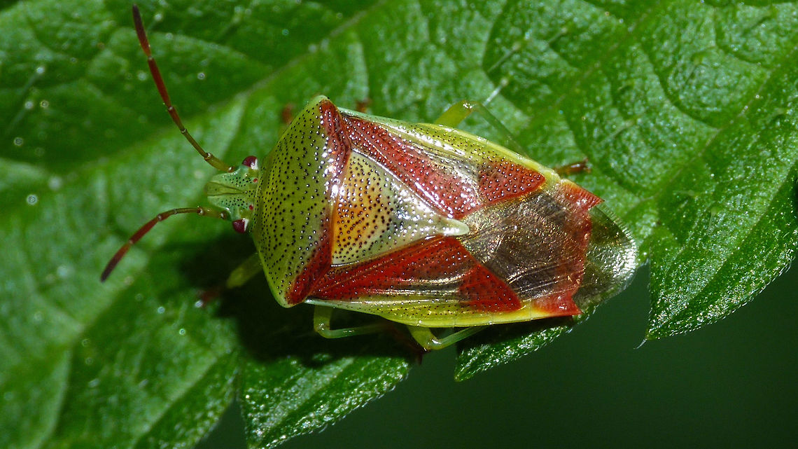 Elasmostethus interstinctus - Ant.seg.1 short Elasmostethus interstinctus with seemingly quite short antennal segments 1 for this species, but might be that this is perspective due to the antennae pointing upward? Acanthosomatidae,Birch shieldbug,Elasmostethus,Elasmostethus interstinctus,Geotagged,Germany,Pentatomoidea,nl: Berkenkielwants