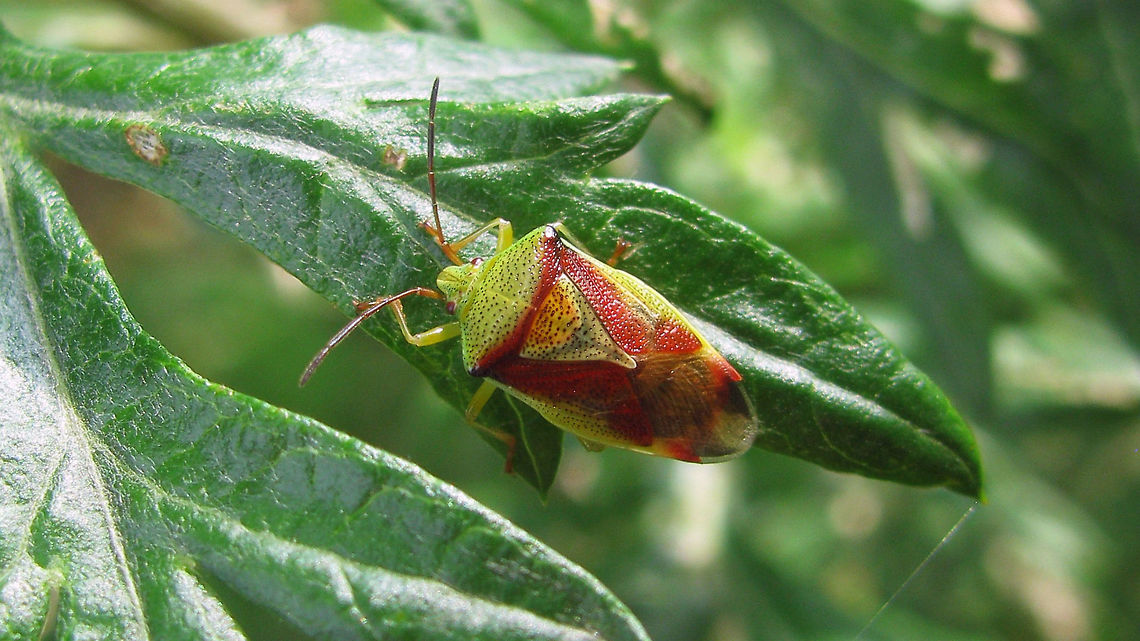 Elasmostethus interstinctus - male Note the more slender (narrow/longer) habitus Acanthosomatidae,Birch shieldbug,Elasmostethus,Elasmostethus interstinctus,Geotagged,Netherlands,Pentatomoidea,nl: Berkenkielwants