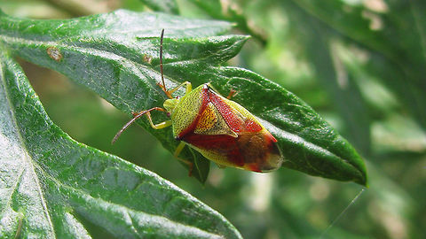 Elasmostethus interstinctus - male Note the more slender (narrow/longer) habitus Acanthosomatidae,Birch shieldbug,Elasmostethus,Elasmostethus interstinctus,Geotagged,Netherlands,Pentatomoidea,nl: Berkenkielwants