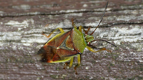 Elasmostethus interstinctus - brownish Quite brownish specimen - might be getting ready for winter (? this was sept. 19th, 2013) Acanthosomatidae,Birch shieldbug,Elasmostethus,Elasmostethus interstinctus,Geotagged,Netherlands,Pentatomoidea,nl: Berkenkielwants