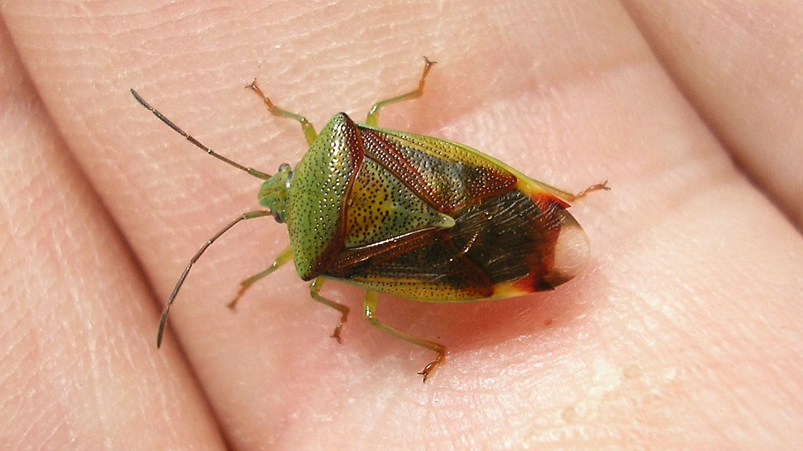 Elasmostethus interstinctus - on finger Birch Shieldbug on finger for size Acanthosomatidae,Birch shieldbug,Elasmostethus,Elasmostethus interstinctus,Pentatomoidea,nl: Berkenkielwants