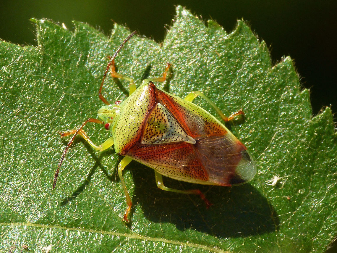 Elasmostethus interstinctus - standard issue Elasmostethus interstinctus in common factory standard colour scheme Acanthosomatidae,Birch shieldbug,Elasmostethus,Elasmostethus interstinctus,Geotagged,Netherlands,Pentatomoidea,nl: Berkenkielwants