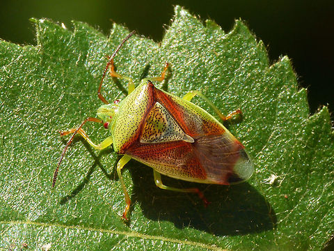 Elasmostethus interstinctus - standard issue Elasmostethus interstinctus in common factory standard colour scheme Acanthosomatidae,Birch shieldbug,Elasmostethus,Elasmostethus interstinctus,Geotagged,Netherlands,Pentatomoidea,nl: Berkenkielwants