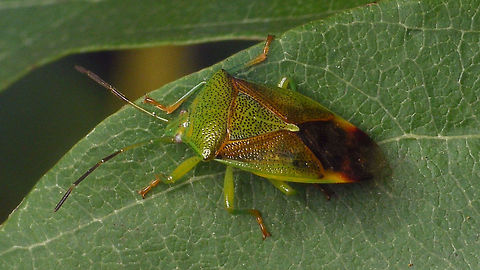 Elasmostethus interstinctus - greenish Quite greenish specimen Acanthosomatidae,Birch shieldbug,Elasmostethus,Elasmostethus interstinctus,Pentatomoidea,nl: Berkenkielwants