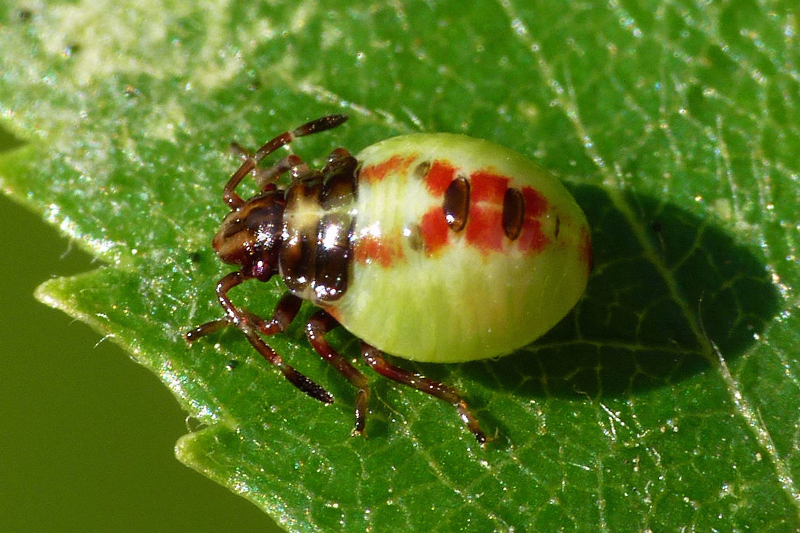 Elasmostethus interstinctus - L3 3rd stadium nymph of Elasmostethus interstinctus Acanthosomatidae,Birch shieldbug,Elasmostethus,Elasmostethus interstinctus,Geotagged,Netherlands,Nymph,Pentatomoidea,nl: Berkenkielwants