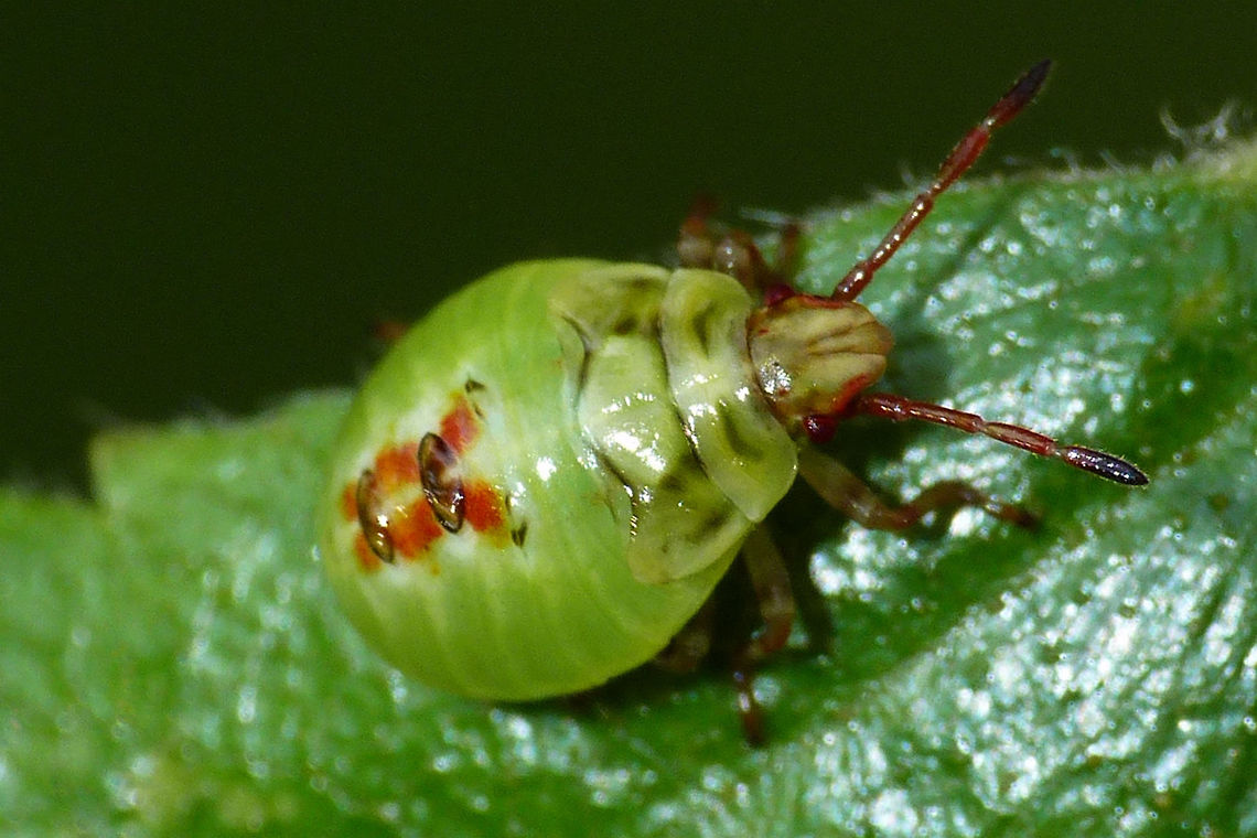 Elasmostethus interstinctus - L4 4th stadium nymph of species Elasmostethus interstinctus.<br />
Detail of head here:<br />
<figure class="photo"><a href="https://www.jungledragon.com/image/67570/elasmostethus_interstinctus_-_l4_detail.html" title="Elasmostethus interstinctus - L4 detail"><img src="https://s3.amazonaws.com/media.jungledragon.com/images/3043/67570_thumb.jpg?AWSAccessKeyId=05GMT0V3GWVNE7GGM1R2&Expires=1759968010&Signature=%2FgX567YRwwa8YHYvg%2BDPjFluwIY%3D" width="200" height="134" alt="Elasmostethus interstinctus - L4 detail Head detail of this critter:<br />
https://www.jungledragon.com/image/67569/elasmostethus_interstinctus_-_l4.html Acanthosomatidae,Birch shieldbug,Elasmostethus,Elasmostethus interstinctus,Nymph,Pentatomoidea,nl: Berkenkielwants" /></a></figure> Acanthosomatidae,Birch shieldbug,Elasmostethus,Elasmostethus interstinctus,Geotagged,Netherlands,Nymph,Pentatomoidea,nl: Berkenkielwants