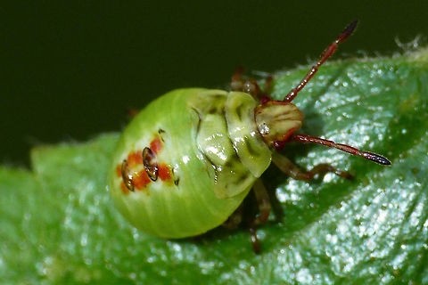 Elasmostethus interstinctus - L4 4th stadium nymph of species Elasmostethus interstinctus.
Detail of head here:
https://www.jungledragon.com/image/67570/elasmostethus_interstinctus_-_l4_detail.html Acanthosomatidae,Birch shieldbug,Elasmostethus,Elasmostethus interstinctus,Geotagged,Netherlands,Nymph,Pentatomoidea,nl: Berkenkielwants