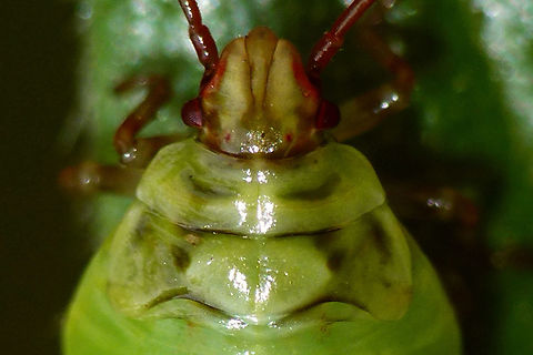 Elasmostethus interstinctus - L4 detail Head detail of this critter:
https://www.jungledragon.com/image/67569/elasmostethus_interstinctus_-_l4.html Acanthosomatidae,Birch shieldbug,Elasmostethus,Elasmostethus interstinctus,Nymph,Pentatomoidea,nl: Berkenkielwants