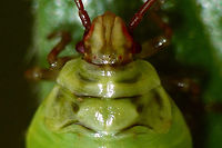 Elasmostethus interstinctus - L4 detail Head detail of this critter:<br />
https://www.jungledragon.com/image/67569/elasmostethus_interstinctus_-_l4.html Acanthosomatidae,Birch shieldbug,Elasmostethus,Elasmostethus interstinctus,Nymph,Pentatomoidea,nl: Berkenkielwants