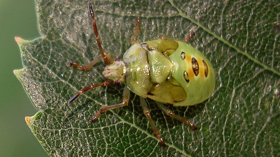 Elasmostethus sp - L5 pale Fairly pale last stadium nymph of Elasmostethus sp.<br />
Not raised, could hence possibly also be Elasmostethus minor ?!? Acanthosomatidae,Birch shieldbug,Elasmostethus,Nymph,Pentatomoidea