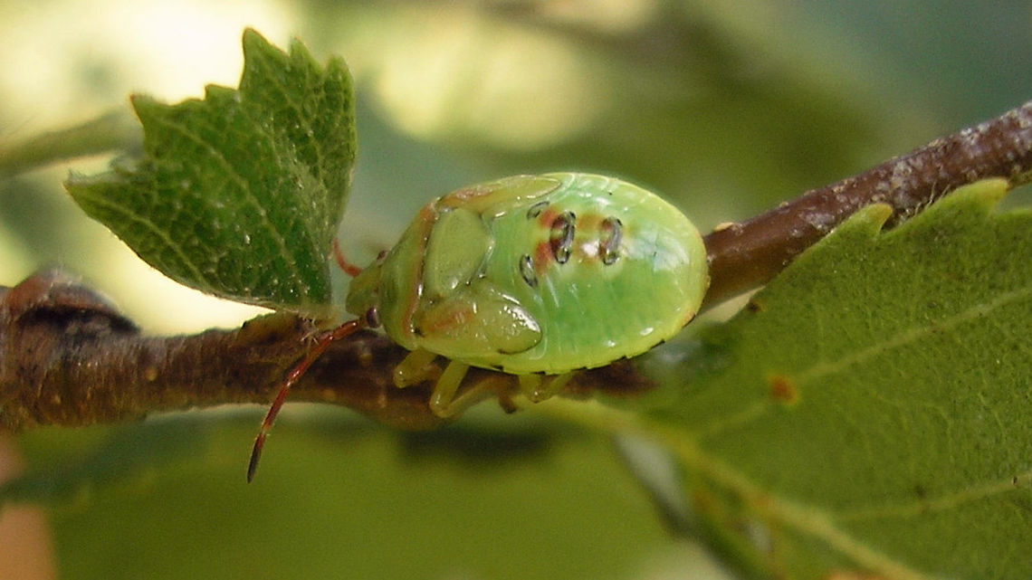 Elasmostethus interstinctus - L5 teneral Somewhat teneral still Acanthosomatidae,Birch shieldbug,Elasmostethus,Elasmostethus interstinctus,Geotagged,Netherlands,Nymph,Pentatomoidea,nl: Berkenkielwants
