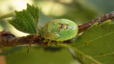 Elasmostethus interstinctus - L5 teneral Somewhat teneral still Acanthosomatidae,Birch shieldbug,Elasmostethus,Elasmostethus interstinctus,Geotagged,Netherlands,Nymph,Pentatomoidea,nl: Berkenkielwants