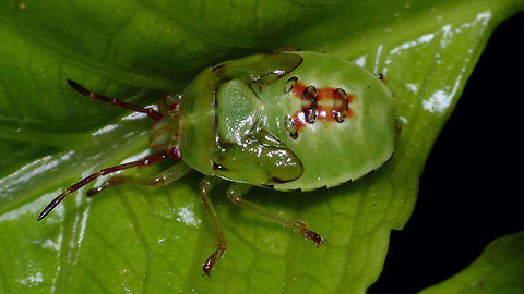 Elasmostethus interstinctus - L5  Acanthosomatidae,Birch shieldbug,Elasmostethus,Elasmostethus interstinctus,Geotagged,Netherlands,Nymph,Pentatomoidea,nl: Berkenkielwants