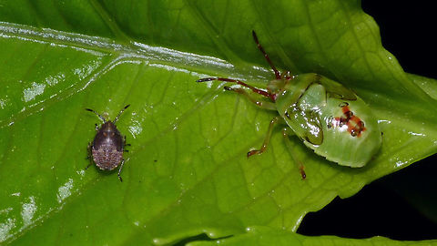 Kleidocerys resedae vs Elasmostethus interstinctus - both L5 A bit of fun and games ... both have been identified as "Berkenwants" (Birch bug) *rolleyes* Acanthosomatidae,Birch shieldbug,Elasmostethus,Elasmostethus interstinctus,Kleidocerys,Kleidocerys resedae,Lygaeidae,Lygaeoidea,Nymph,Pentatomoidea,nl: Berkenkielwants,nl: Berkensmalsnuit
