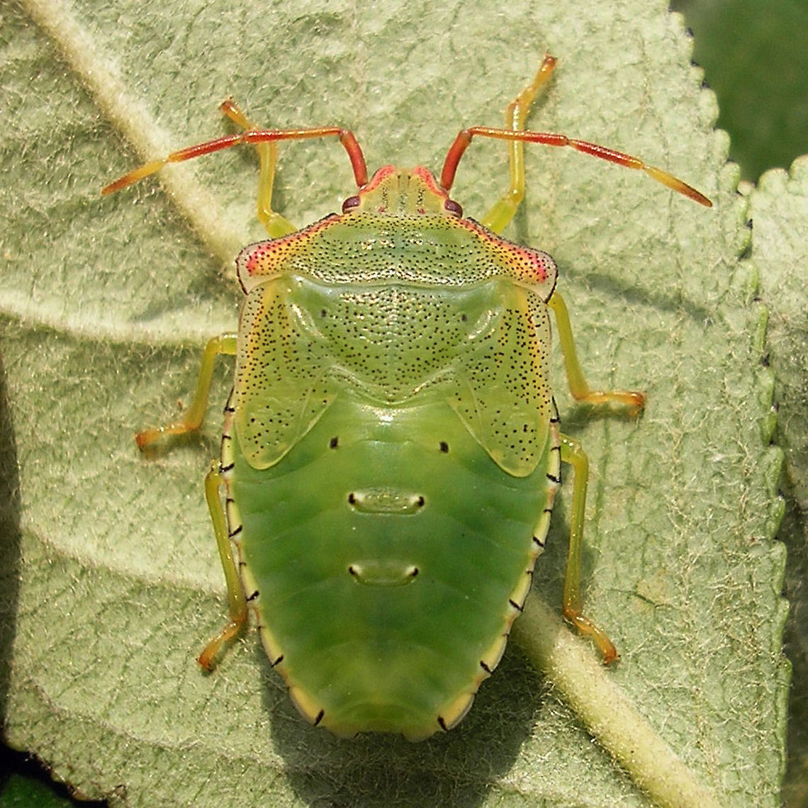 Acanthosoma haemorrhoidale - L5 Other images of same critter:<br />
<figure class="photo"><a href="https://www.jungledragon.com/image/67588/acanthosoma_haemorrhoidale_-_l5_ventral.html" title="Acanthosoma haemorrhoidale - L5 ventral"><img src="https://s3.amazonaws.com/media.jungledragon.com/images/3043/67588_thumb.jpg?AWSAccessKeyId=05GMT0V3GWVNE7GGM1R2&Expires=1767225610&Signature=70uHVBvTNyt2ktvZa9oNj7G7tYw%3D" width="200" height="150" alt="Acanthosoma haemorrhoidale - L5 ventral Last stadium nymph of Acanthosoma haemorrhoidale persuaded to show ventral side<br />
Other images of same critter:<br />
https://www.jungledragon.com/image/67583/acanthosoma_haemorrhoidale_-_l5.html<br />
https://www.jungledragon.com/image/67586/acanthosoma_haemorrhoidale_-_l5_berries.html Acanthosoma,Acanthosoma haemorrhoidale,Acanthosomatidae,Hawthorn shield bug,Nymph,Pentatomoidea,nl: Meidoornkielwants" /></a></figure><br />
<figure class="photo"><a href="https://www.jungledragon.com/image/67586/acanthosoma_haemorrhoidale_-_l5_berries.html" title="Acanthosoma haemorrhoidale - L5 berries"><img src="https://s3.amazonaws.com/media.jungledragon.com/images/3043/67586_thumb.jpg?AWSAccessKeyId=05GMT0V3GWVNE7GGM1R2&Expires=1767225610&Signature=WAH3W4YivWNXLBx6kdWg2Ug9MZg%3D" width="200" height="114" alt="Acanthosoma haemorrhoidale - L5 berries Other images of same critter:<br />
https://www.jungledragon.com/image/67583/acanthosoma_haemorrhoidale_-_l5.html<br />
https://www.jungledragon.com/image/67588/acanthosoma_haemorrhoidale_-_l5_ventral.html Acanthosoma,Acanthosoma haemorrhoidale,Acanthosomatidae,Hawthorn shield bug,Nymph,Pentatomoidea,nl: Meidoornkielwants" /></a></figure> Acanthosoma,Acanthosoma haemorrhoidale,Acanthosomatidae,Hawthorn shield bug,Nymph,Pentatomoidea,nl: Meidoornkielwants