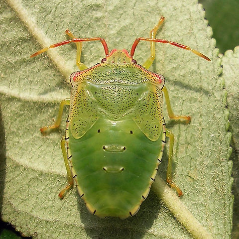 Acanthosoma haemorrhoidale - L5 Other images of same critter:
https://www.jungledragon.com/image/67588/acanthosoma_haemorrhoidale_-_l5_ventral.html
https://www.jungledragon.com/image/67586/acanthosoma_haemorrhoidale_-_l5_berries.html Acanthosoma,Acanthosoma haemorrhoidale,Acanthosomatidae,Hawthorn shield bug,Nymph,Pentatomoidea,nl: Meidoornkielwants