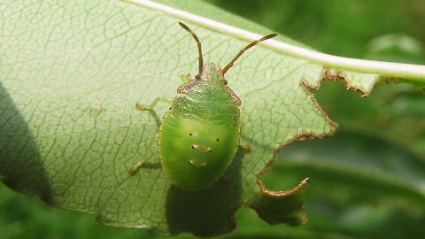 Acanthosoma haemorrhoidale - L4 4th stadium nymph of Acanthosoma haemorrhoidale Acanthosoma,Acanthosoma haemorrhoidale,Acanthosomatidae,Hawthorn shield bug,Nymph,Pentatomoidea,nl: Meidoornkielwants