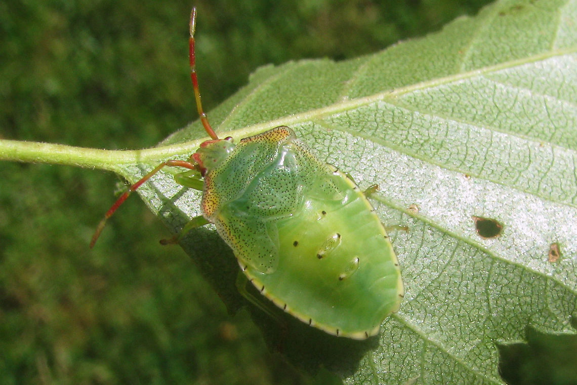 Acanthosoma haemorrhoidale - L5  Acanthosoma,Acanthosoma haemorrhoidale,Acanthosomatidae,Hawthorn shield bug,Nymph,Pentatomoidea,nl: Meidoornkielwants