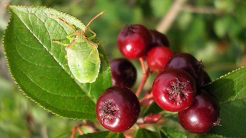 Acanthosoma haemorrhoidale - L5 berries Other images of same critter:
https://www.jungledragon.com/image/67583/acanthosoma_haemorrhoidale_-_l5.html
https://www.jungledragon.com/image/67588/acanthosoma_haemorrhoidale_-_l5_ventral.html Acanthosoma,Acanthosoma haemorrhoidale,Acanthosomatidae,Hawthorn shield bug,Nymph,Pentatomoidea,nl: Meidoornkielwants