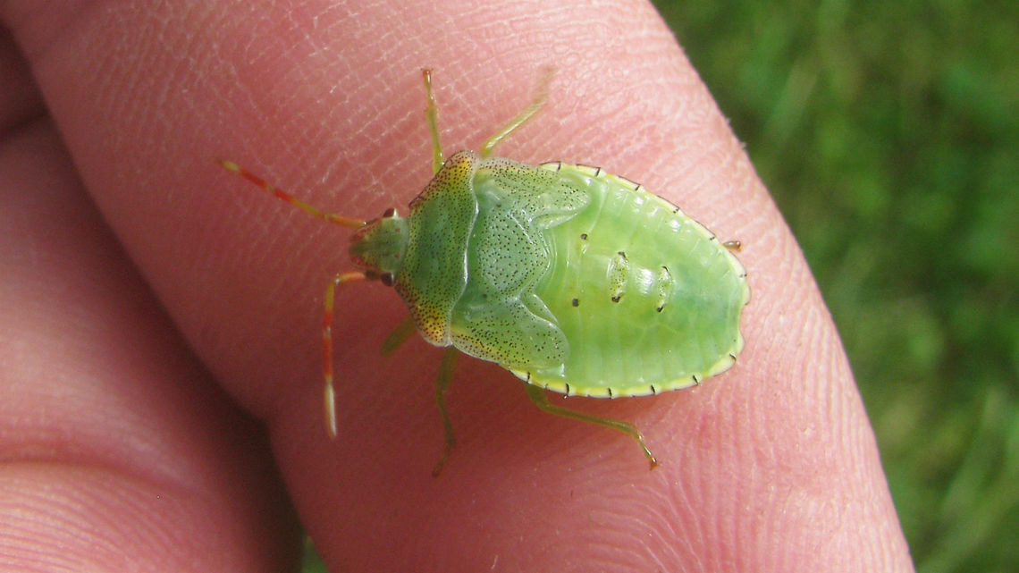 Acanthosoma haemorrhoidale - L5 on finger Last stadium nymph of Acanthosoma haemorrhoidale on finger for size Acanthosoma,Acanthosoma haemorrhoidale,Acanthosomatidae,Hawthorn shield bug,Nymph,Pentatomoidea,nl: Meidoornkielwants