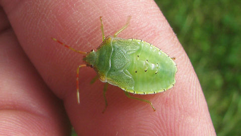Acanthosoma haemorrhoidale - L5 on finger Last stadium nymph of Acanthosoma haemorrhoidale on finger for size Acanthosoma,Acanthosoma haemorrhoidale,Acanthosomatidae,Hawthorn shield bug,Nymph,Pentatomoidea,nl: Meidoornkielwants