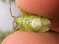 Acanthosoma haemorrhoidale - L5 ventral Last stadium nymph of Acanthosoma haemorrhoidale persuaded to show ventral side<br />
Other images of same critter:<br />
https://www.jungledragon.com/image/67583/acanthosoma_haemorrhoidale_-_l5.html<br />
https://www.jungledragon.com/image/67586/acanthosoma_haemorrhoidale_-_l5_berries.html Acanthosoma,Acanthosoma haemorrhoidale,Acanthosomatidae,Hawthorn shield bug,Nymph,Pentatomoidea,nl: Meidoornkielwants