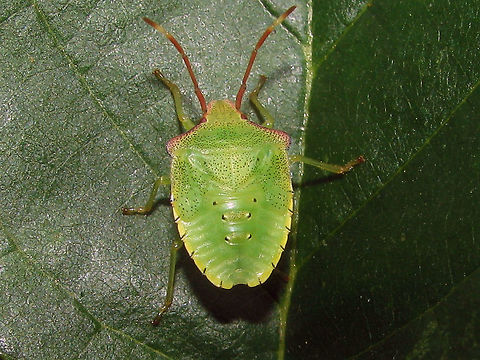 Acanthosoma haemorrhoidale - L5  Acanthosoma,Acanthosoma haemorrhoidale,Acanthosomatidae,Hawthorn shield bug,Nymph,Pentatomoidea,nl: Meidoornkielwants