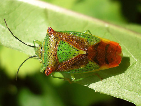 Acanthosoma haemorrhoidale  Acanthosoma,Acanthosoma haemorrhoidale,Acanthosomatidae,Hawthorn shield bug,Pentatomoidea,nl: Meidoornkielwants