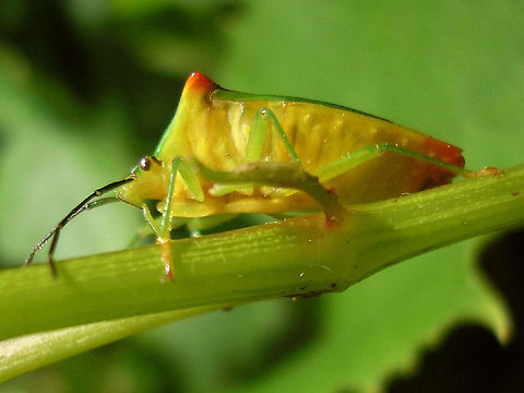 Acanthosoma haemorrhoidale - ventral keel Acanthosoma haemorrhoidale showing off its ventral keel (typical morphological character for the family Acanthosomatidae)  Acanthosoma,Acanthosoma haemorrhoidale,Acanthosomatidae,Hawthorn shield bug,Pentatomoidea,nl: Meidoornkielwants