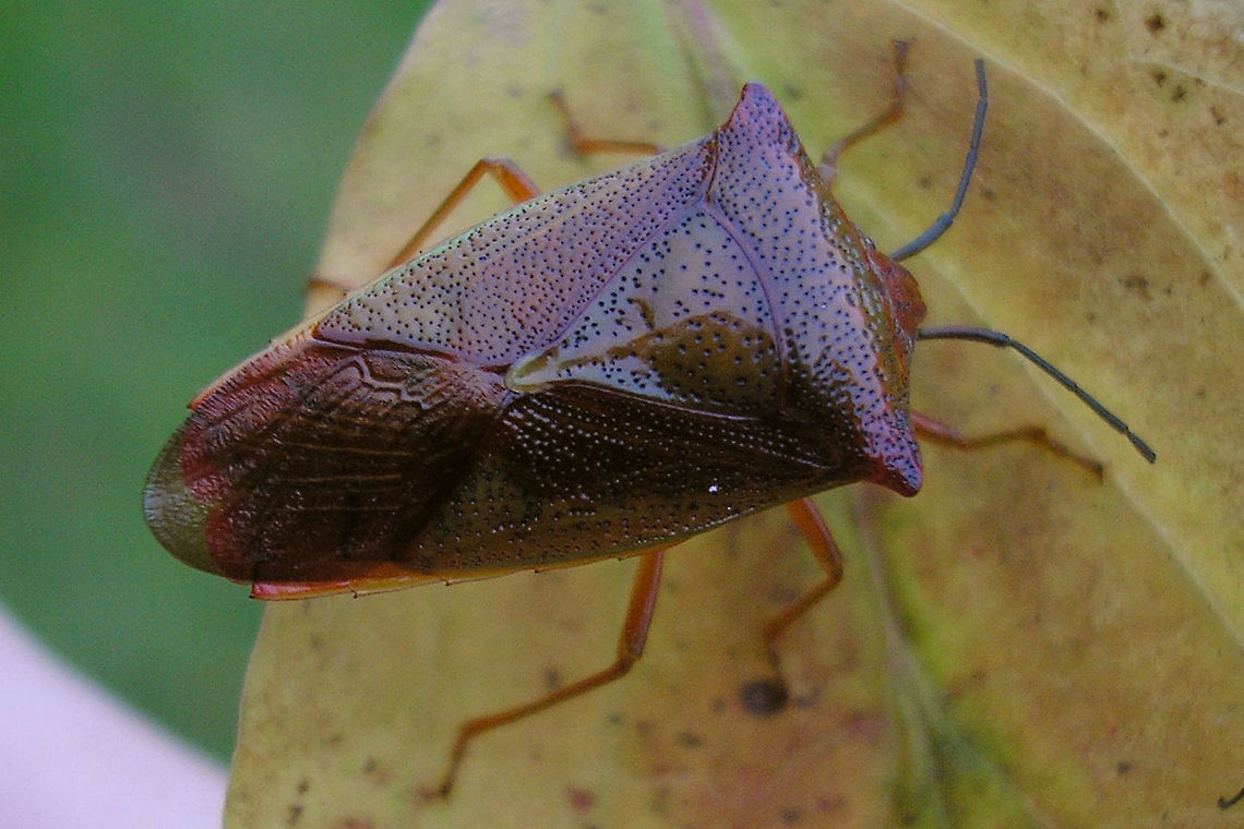 Acanthosoma haemorrhoidale - winter Acanthosoma haemorrhoidale getting its wardrobe ready for winter Acanthosoma,Acanthosoma haemorrhoidale,Acanthosomatidae,Hawthorn shield bug,Pentatomoidea,nl: Meidoornkielwants