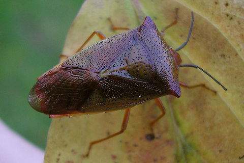 Acanthosoma haemorrhoidale - winter Acanthosoma haemorrhoidale getting its wardrobe ready for winter Acanthosoma,Acanthosoma haemorrhoidale,Acanthosomatidae,Hawthorn shield bug,Pentatomoidea,nl: Meidoornkielwants