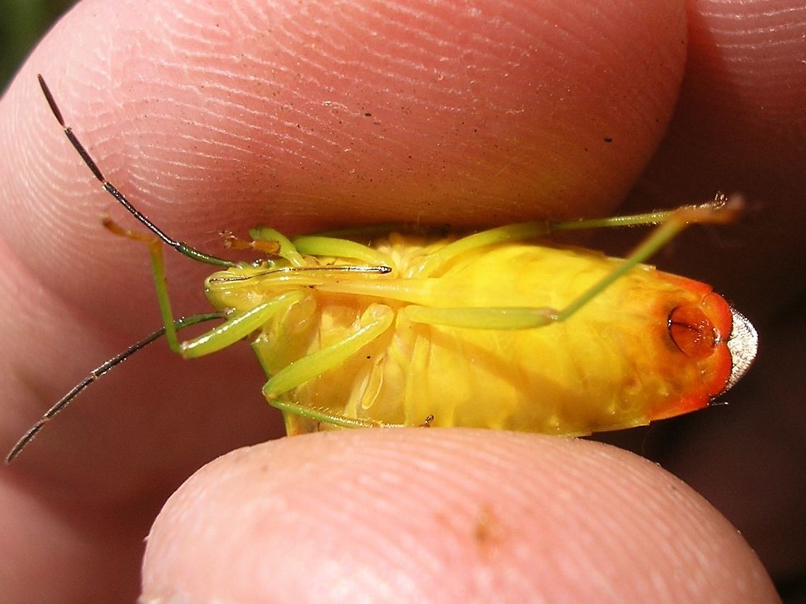 Acanthosoma haemorrhoidale - ventral  Acanthosoma,Acanthosoma haemorrhoidale,Acanthosomatidae,Hawthorn shield bug,Pentatomoidea,nl: Meidoornkielwants