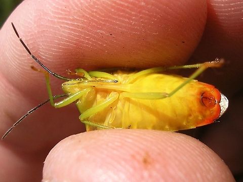 Acanthosoma haemorrhoidale - ventral  Acanthosoma,Acanthosoma haemorrhoidale,Acanthosomatidae,Hawthorn shield bug,Pentatomoidea,nl: Meidoornkielwants